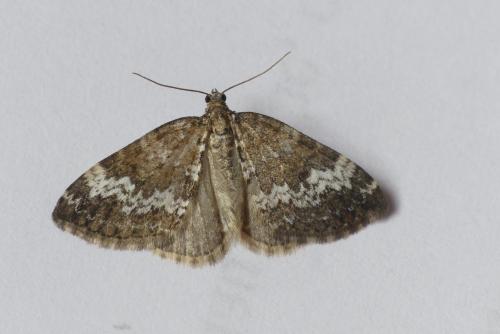 Réf. 287 110 : Perizoma alchemillata